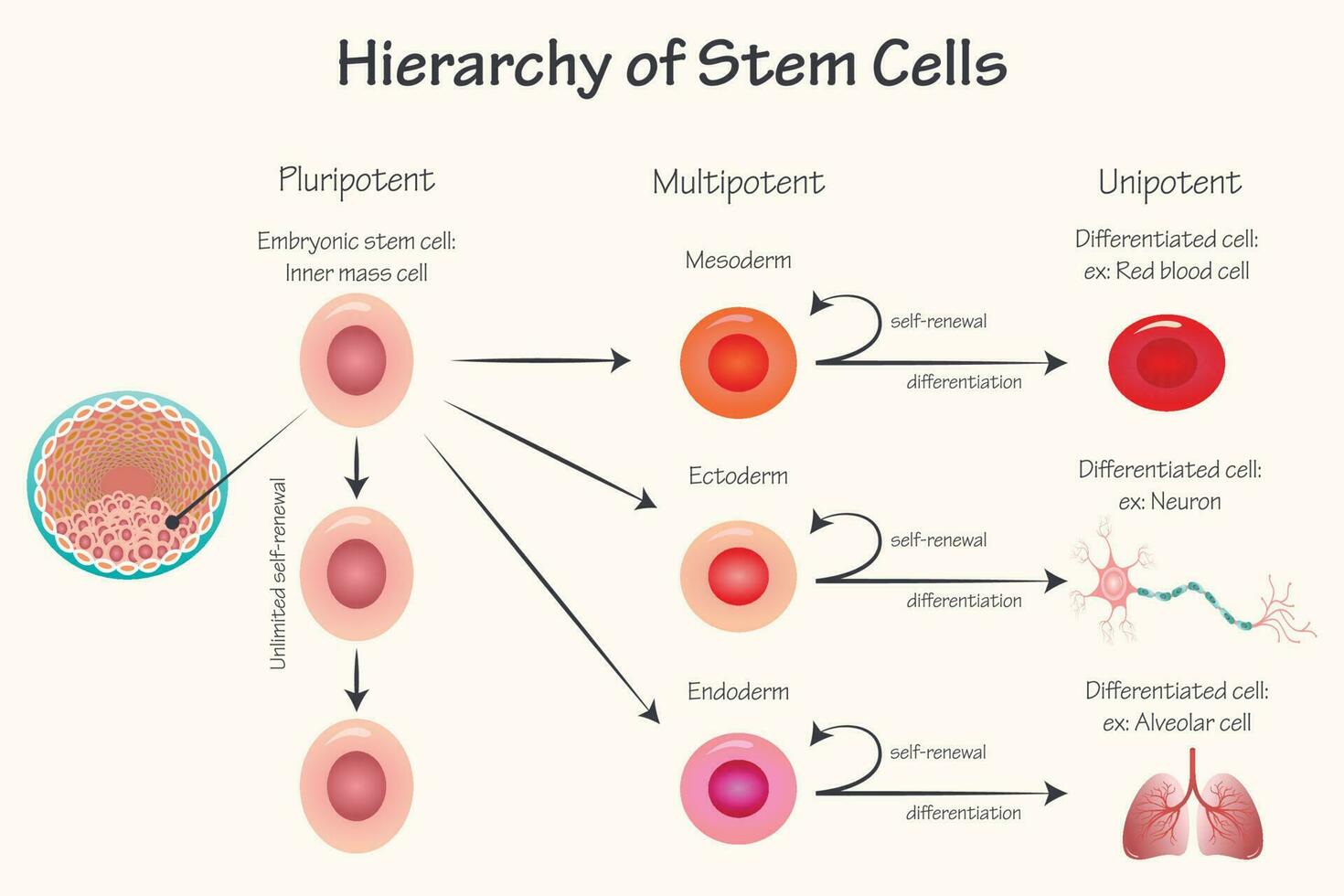 Potency hierarchy of stem cells vector