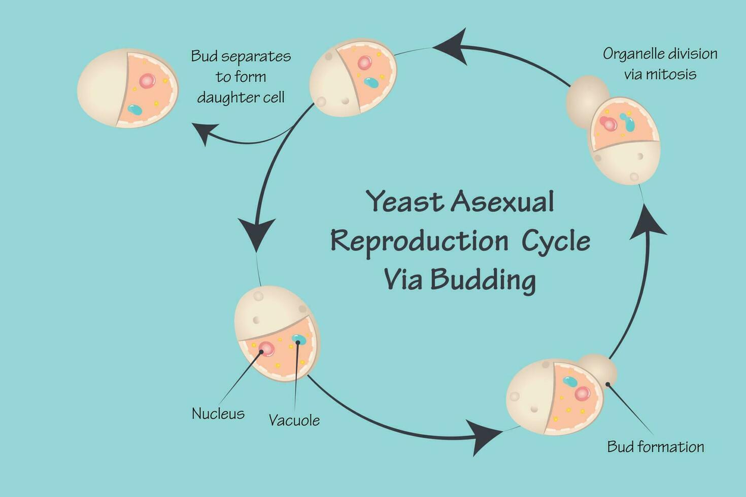 Yeast asexual reproduction via budding vector
