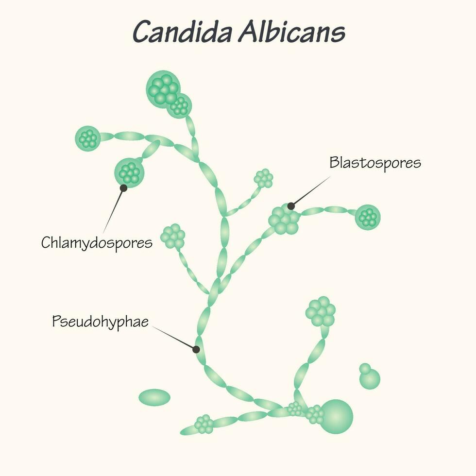 diagrama de candida albicans vector