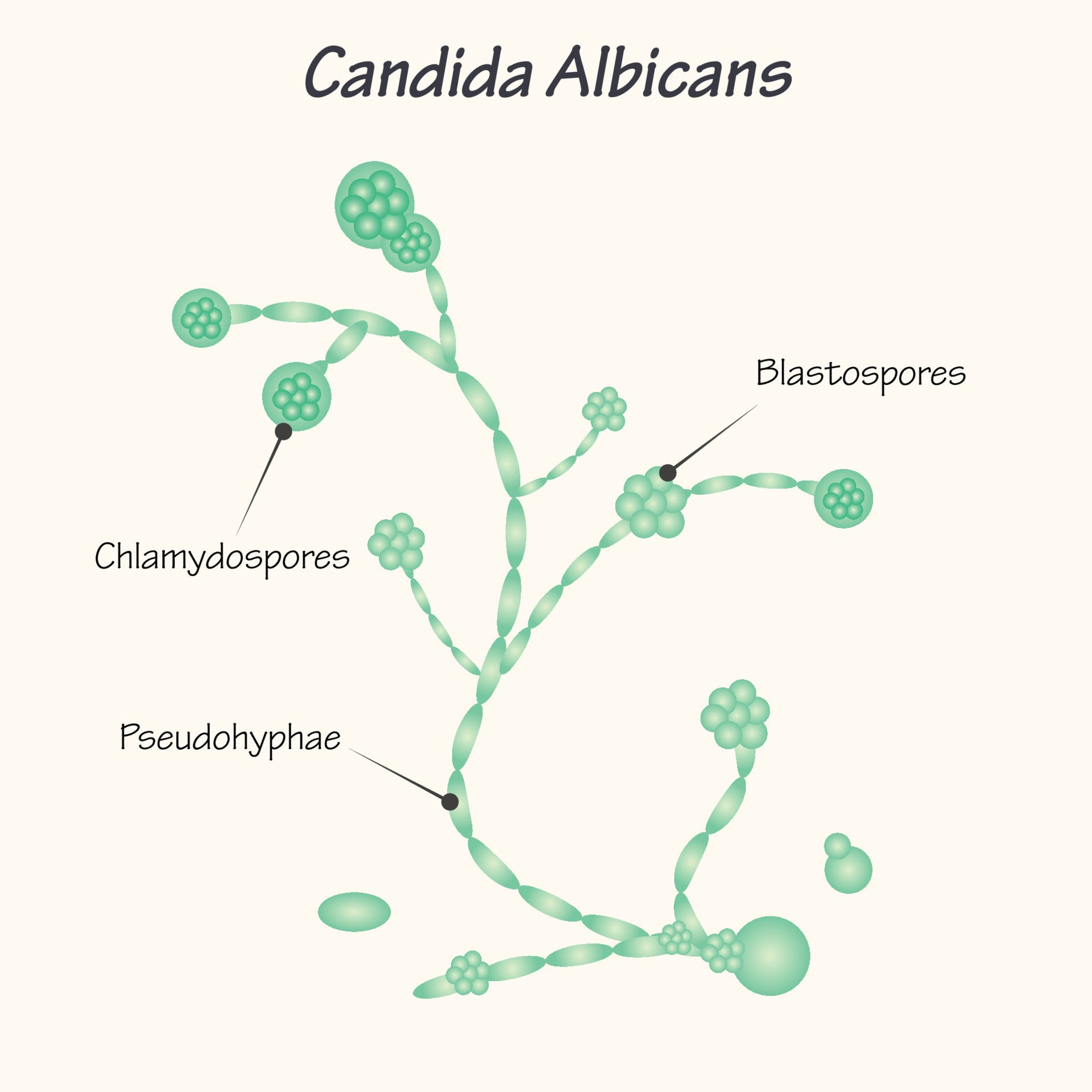 Diagram of Candida Albicans 7165631 Vector Art at Vecteezy