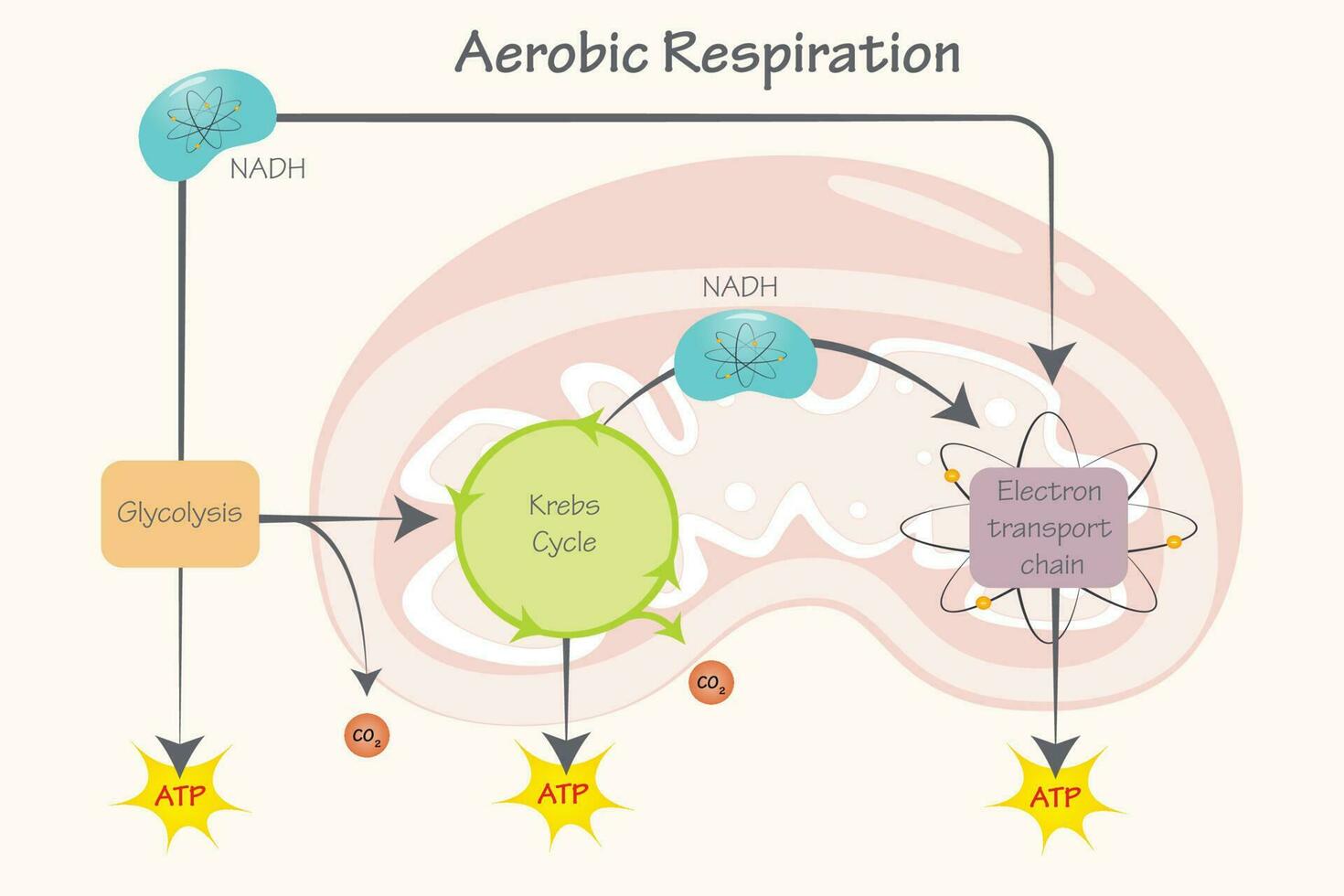 respiración aeróbica celular vector