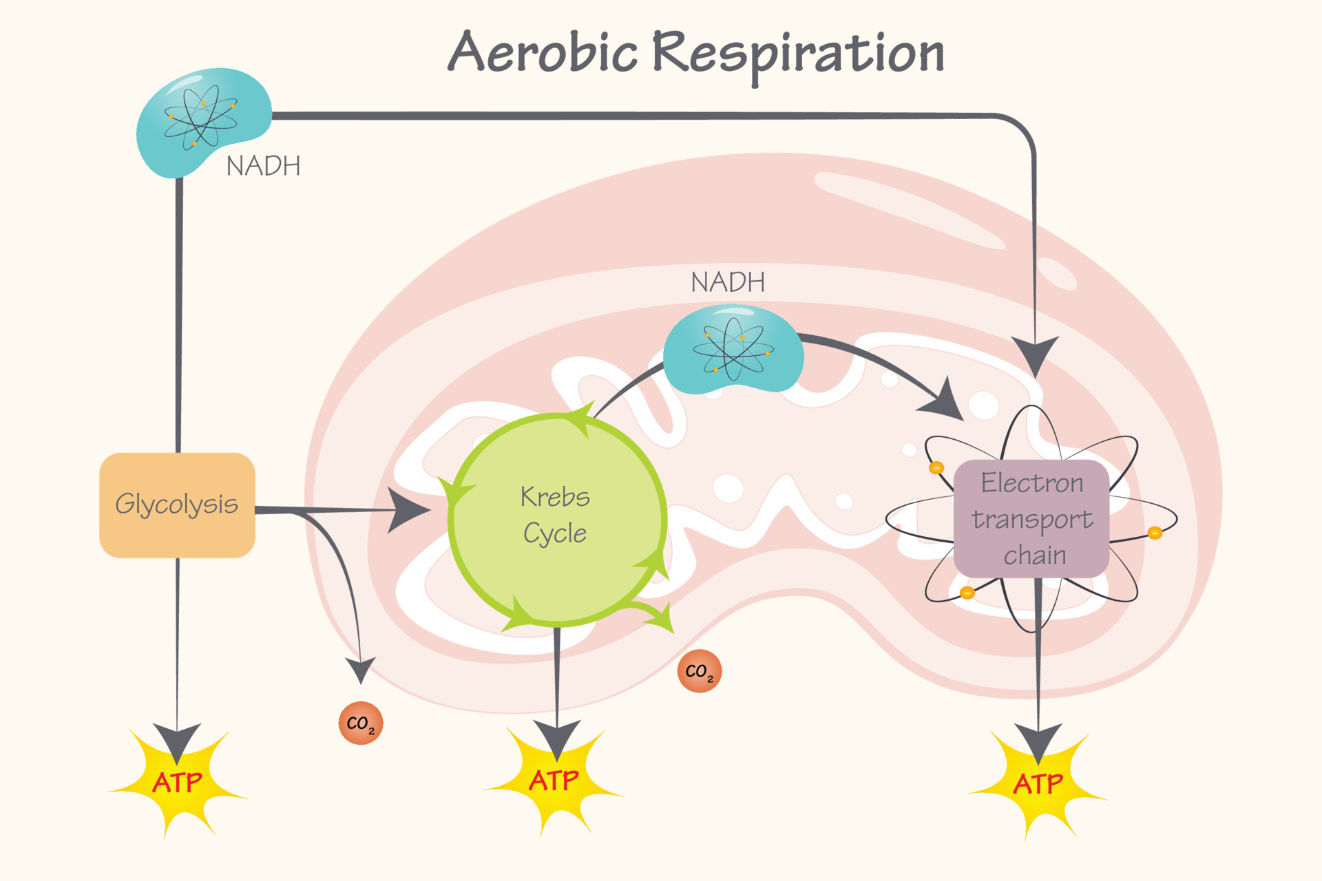 cellular aerobic respiration 7165634 Vector Art at Vecteezy