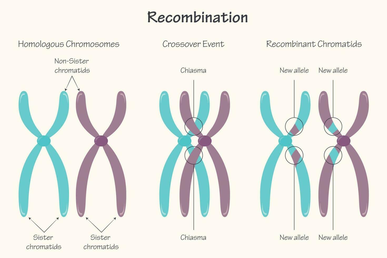 recombinación cromosómica del quiasma vector