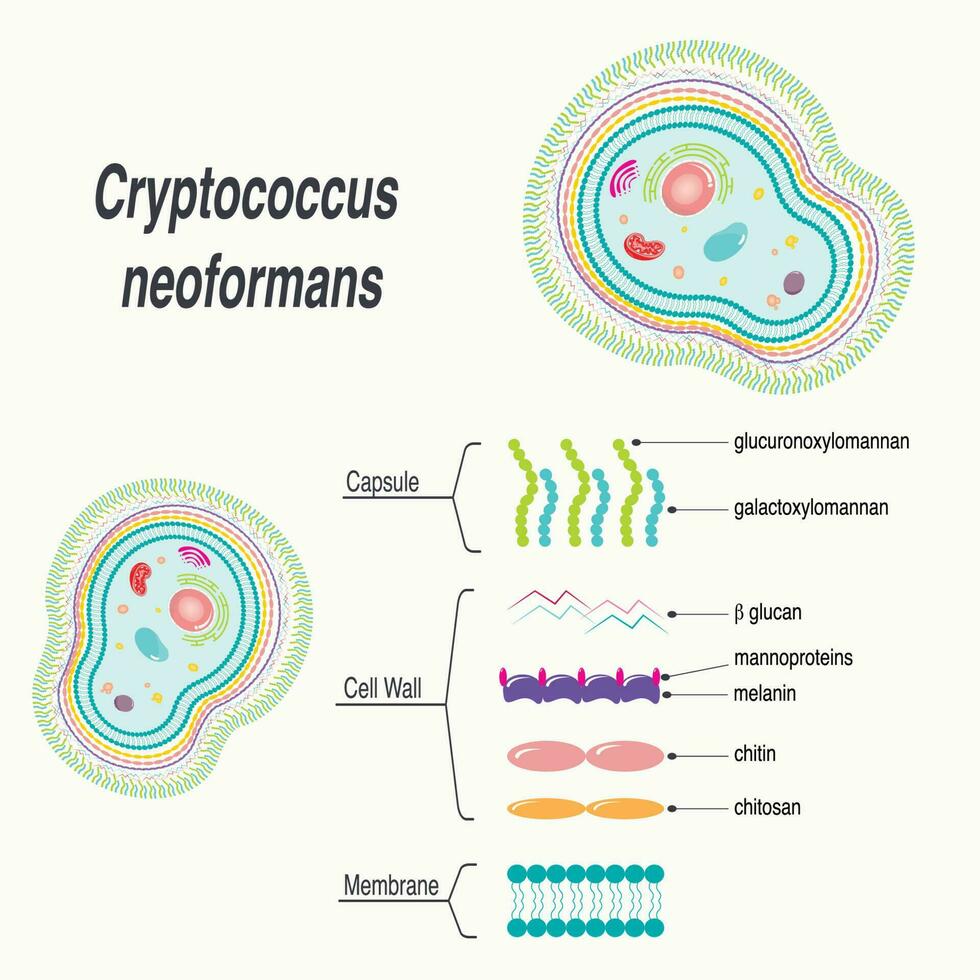 diagrama de cryptococcus neoformans vector