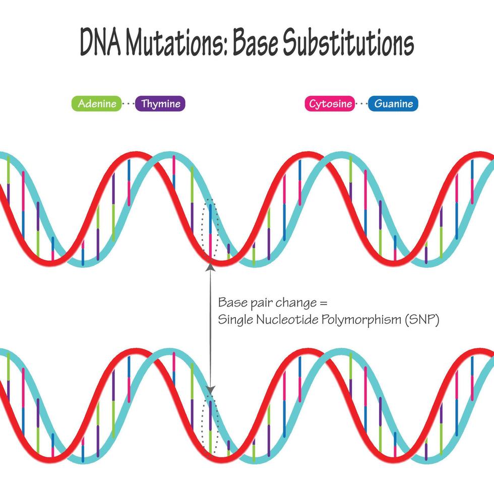 Diagram of Single Nucleotide Polymorphism DNA Mutation vector