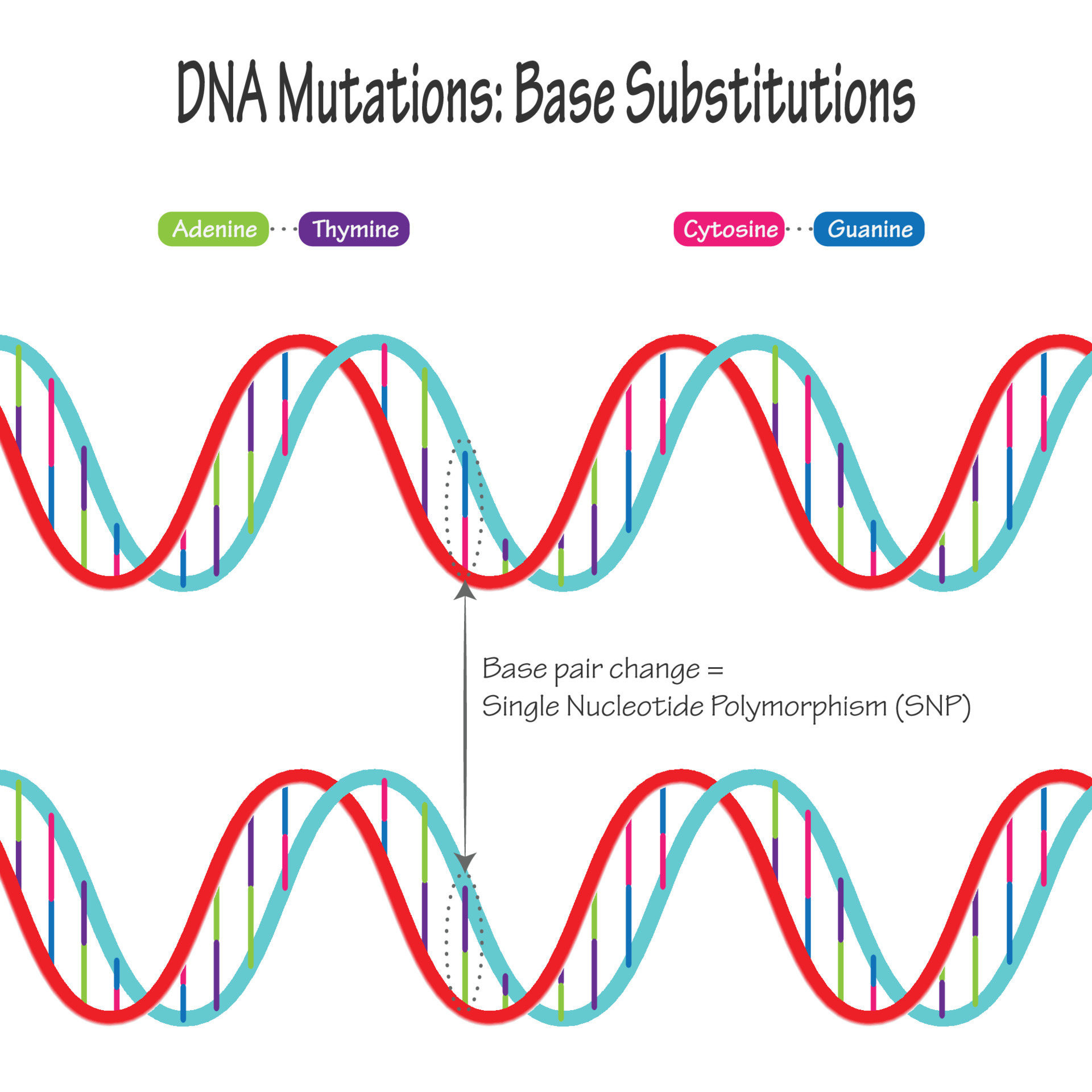 Substitution mutation diagram