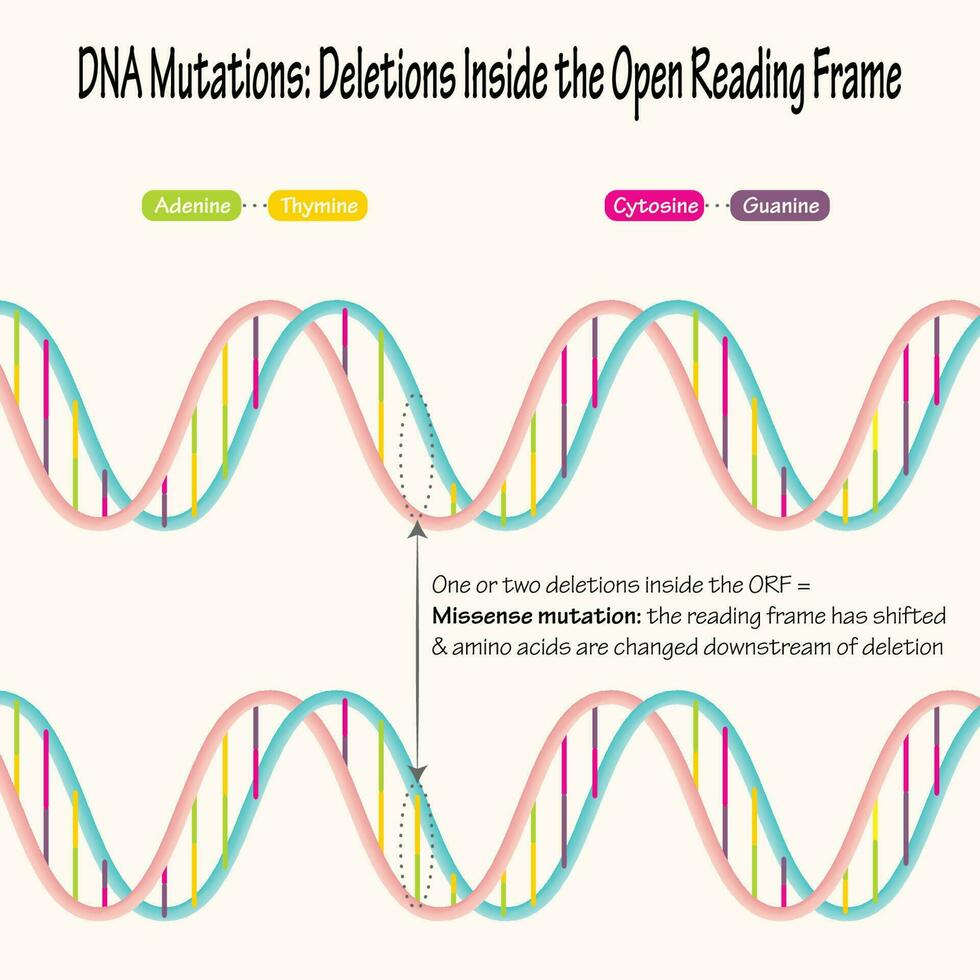 mutaciones de adn deleciones de pares de bases vector