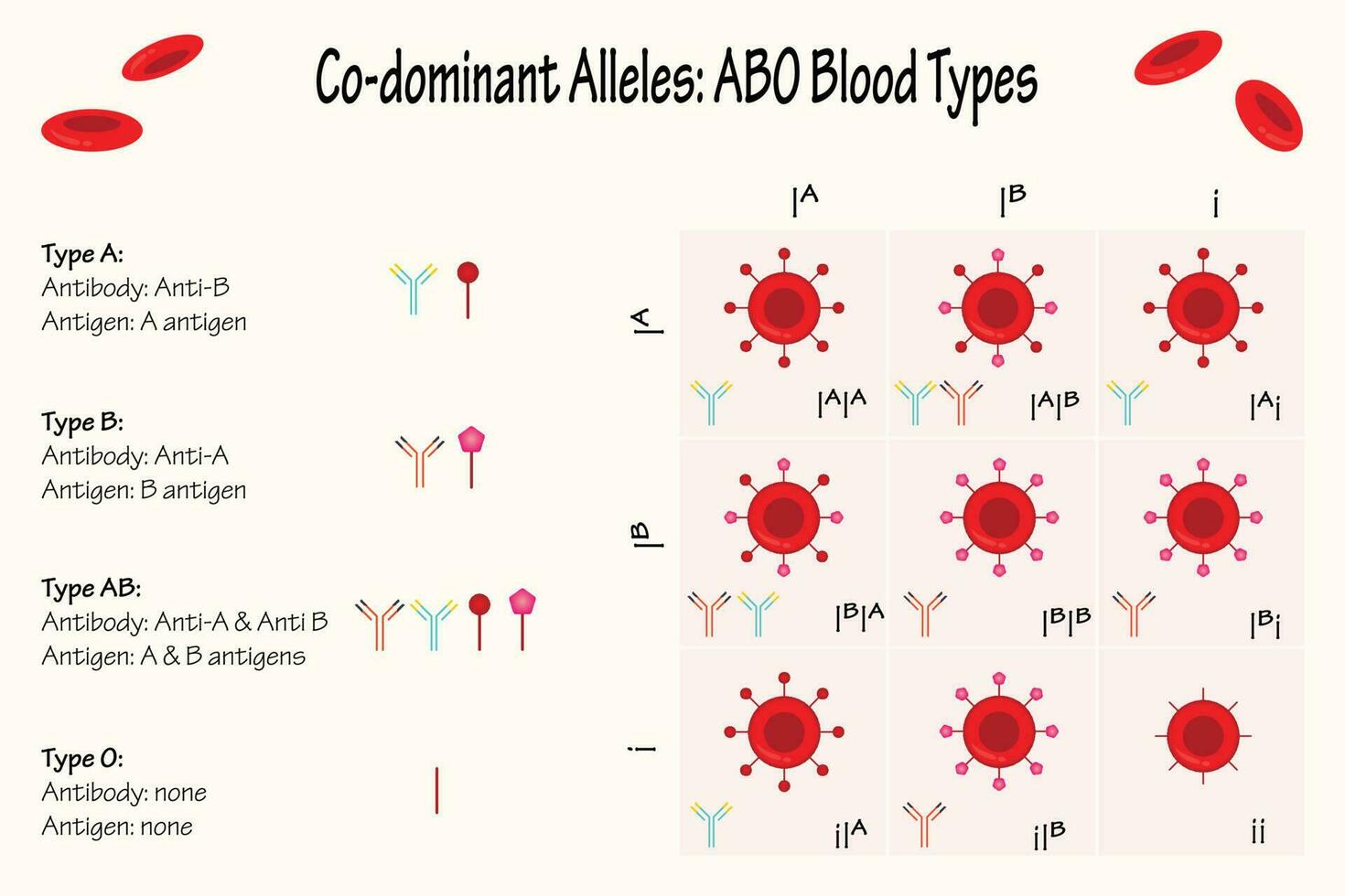 alelos codominantes sobre tipos de sangre vector