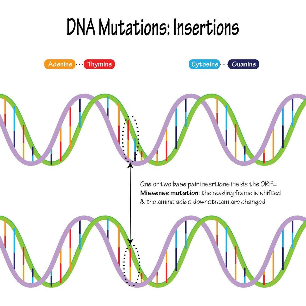 mutaciones de adn inserciones de pares de bases vector