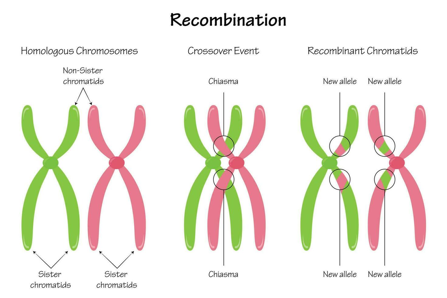 recombinación cromosómica del quiasma vector