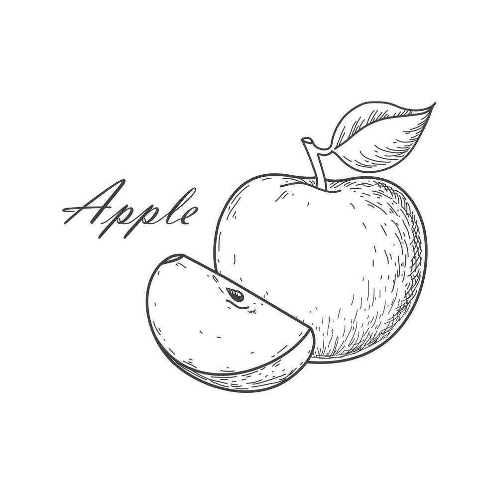 vector drawing black apple on white background