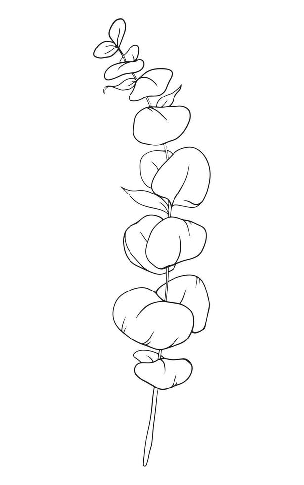 Eucalyptus Line Drawing, Eucalyptus Outline 7166751 Vector Art at Vecteezy