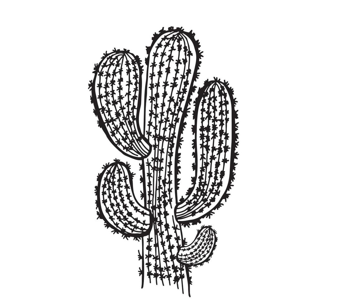 ilustración dibujada a mano de cactus, vector