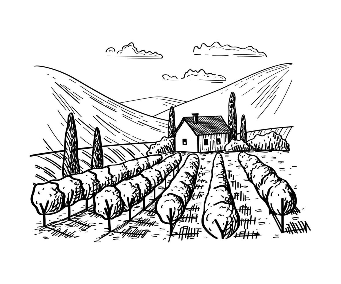 Rural landscape with vineyard fields, villa, cypress trees vector
