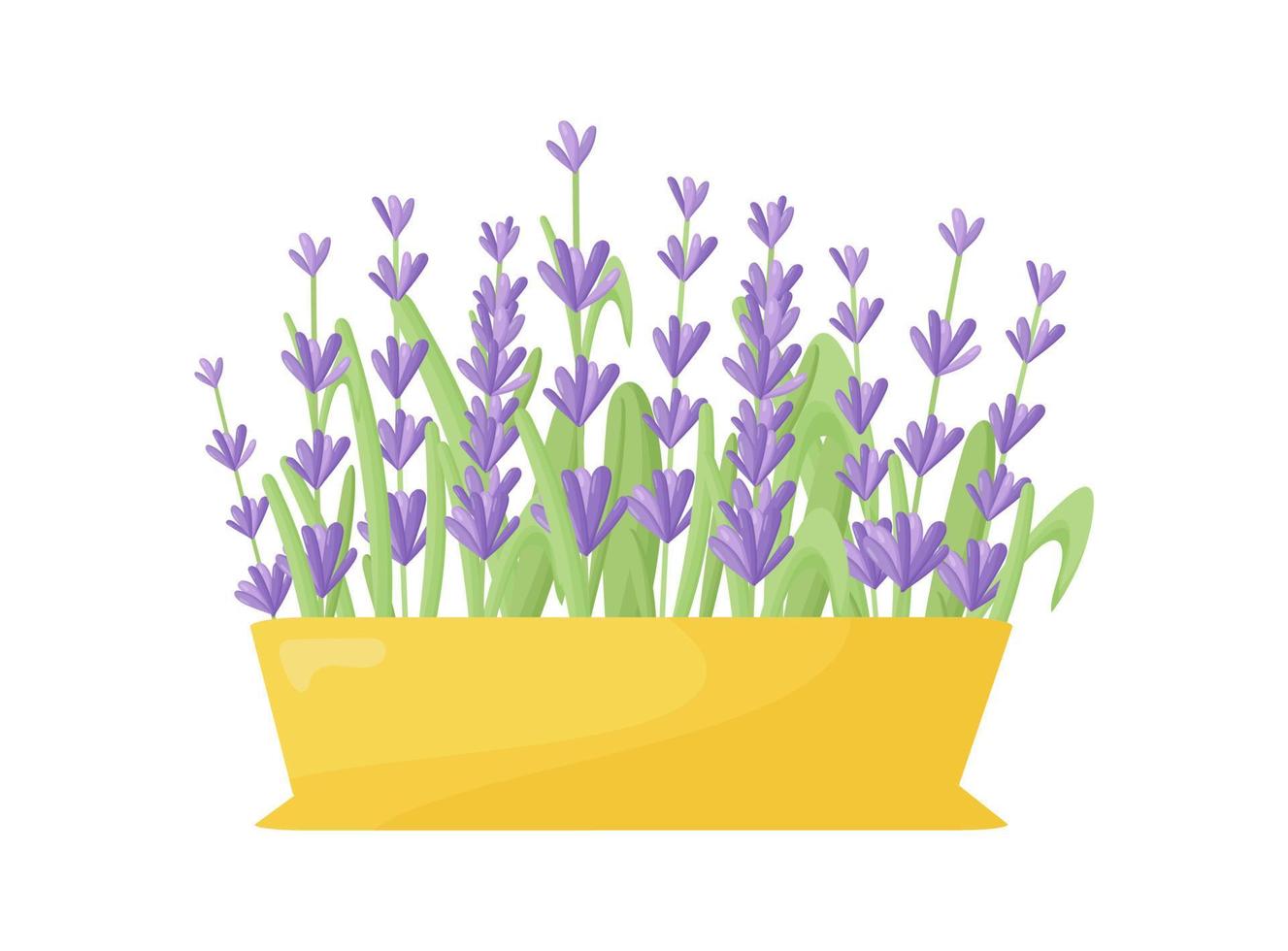 Lavender flowers in a ceramic pot in a modern style. Indoor plants in a clay pot. Gardening. vector