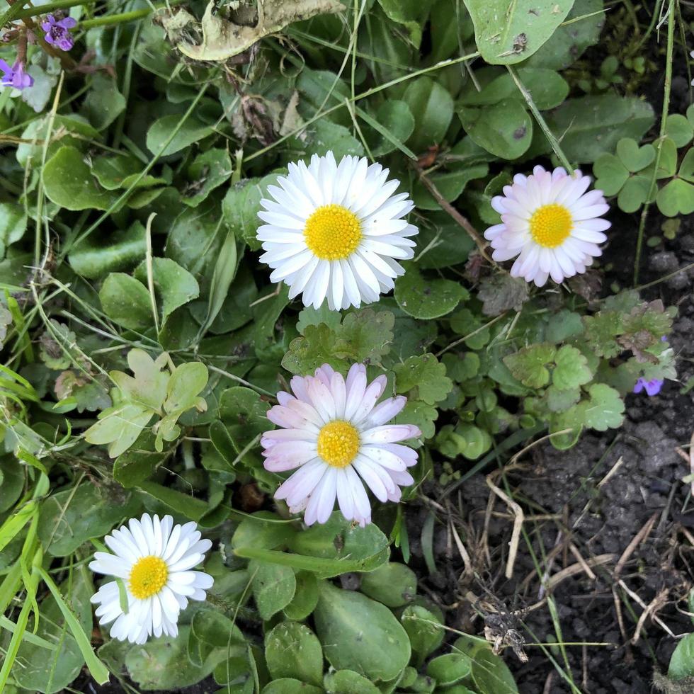 Macro photo daisy. Stock photoo daisy