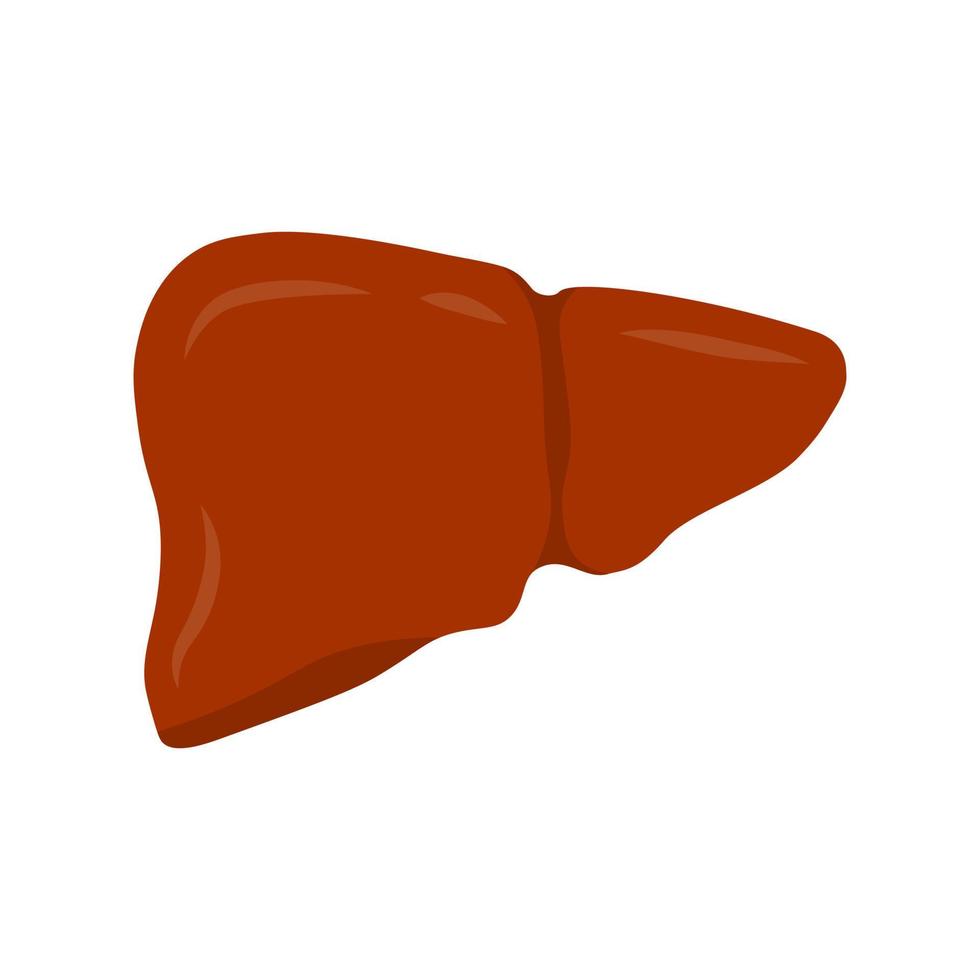 Liver human body part cartoon isolated icon, flat vector illustration, medicine health care anatomy organ.
