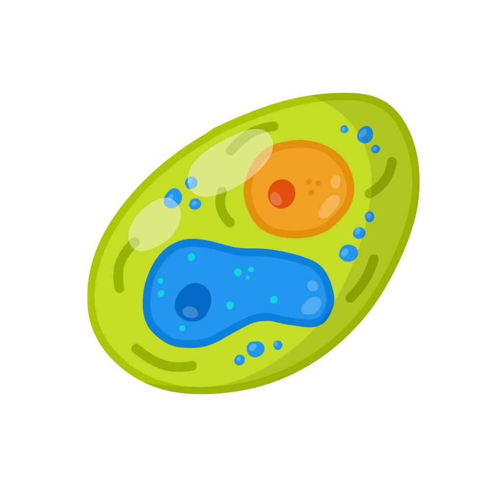 Green cell of the plant. vector