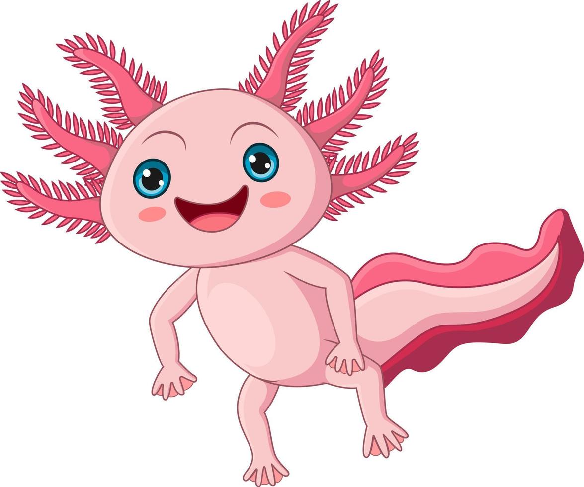 Cute dibujos animados axolotl sobre fondo blanco. vector