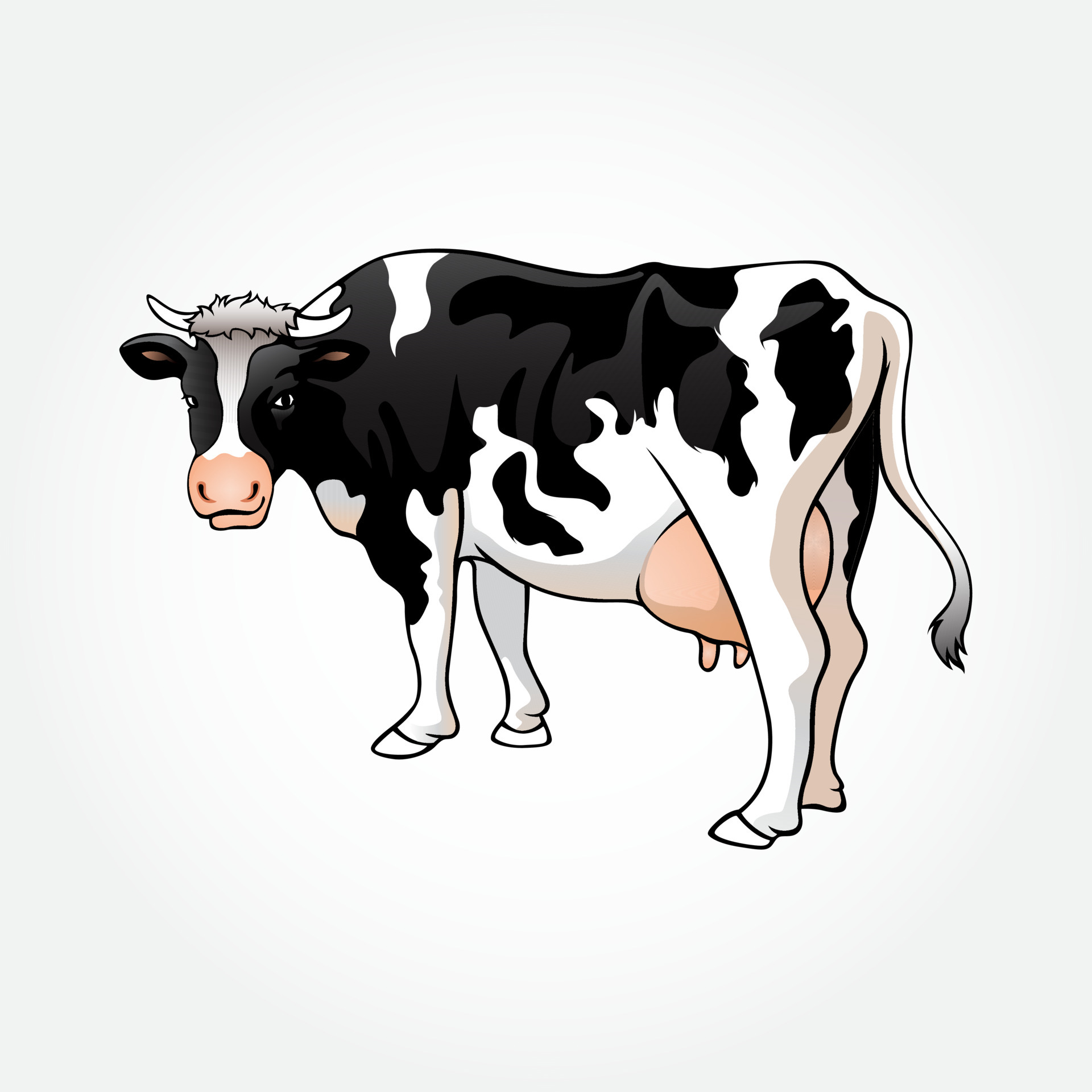 Vector illustration of a cow. A illustration for dairy, product or farm ...