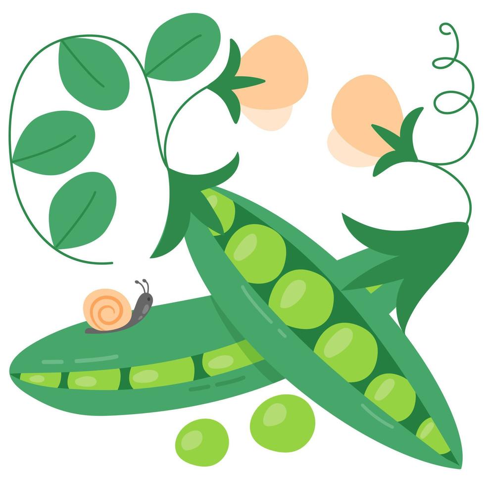 Ripe peas in pods. vector