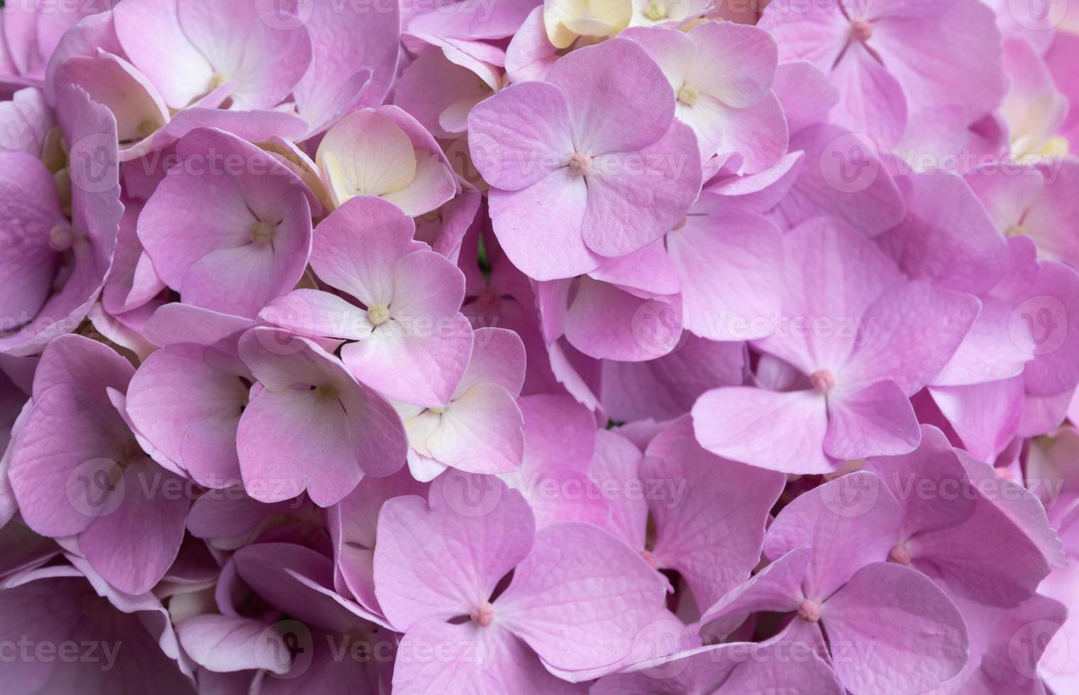 encantadoras y delicadas hortensias de color rosa lila en flor. flores de  primavera verano en el jardín 7180190 Foto de stock en Vecteezy