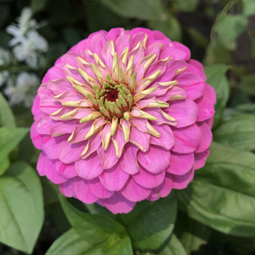 Macro photo blooming pink flowers