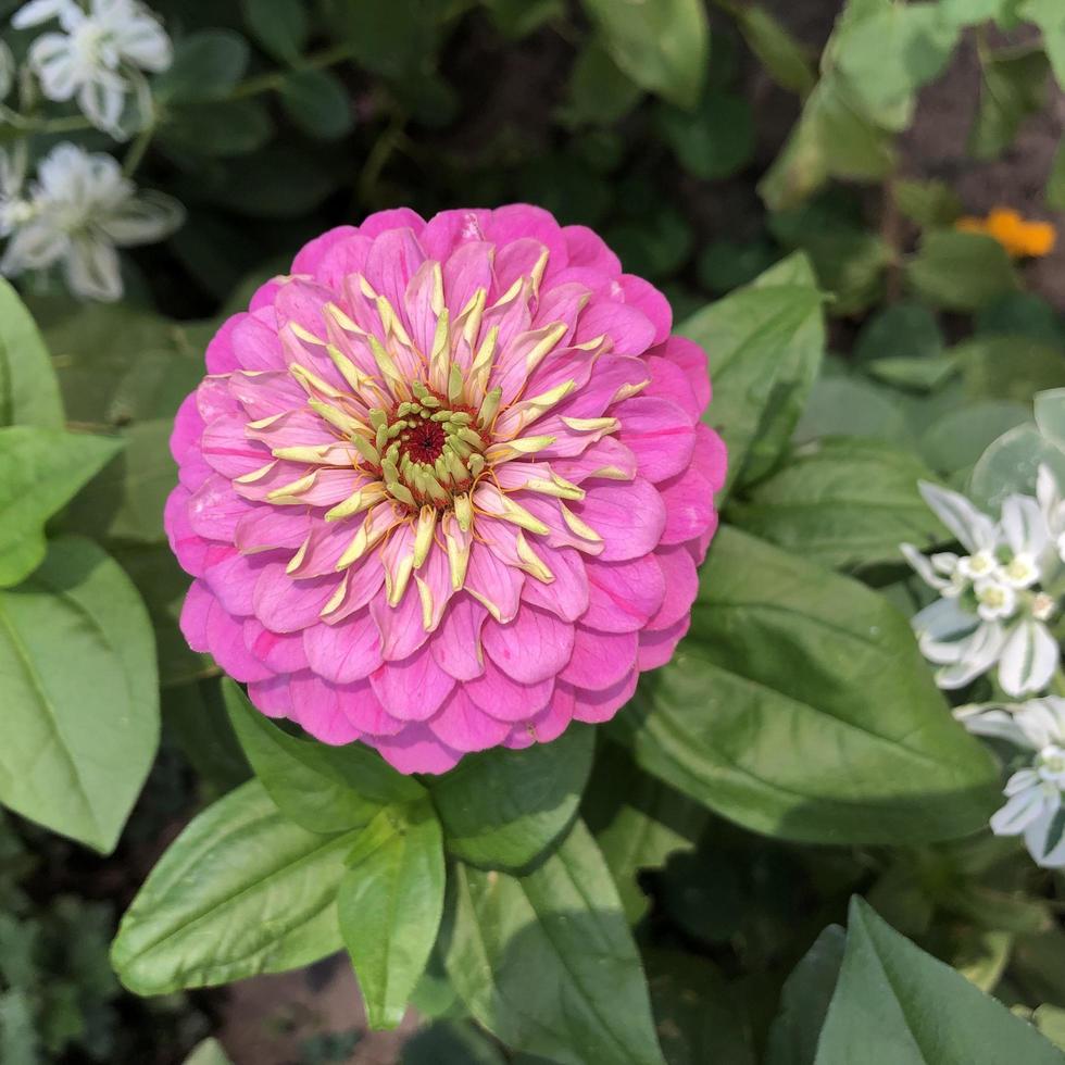 Macro photo blooming pink flowers