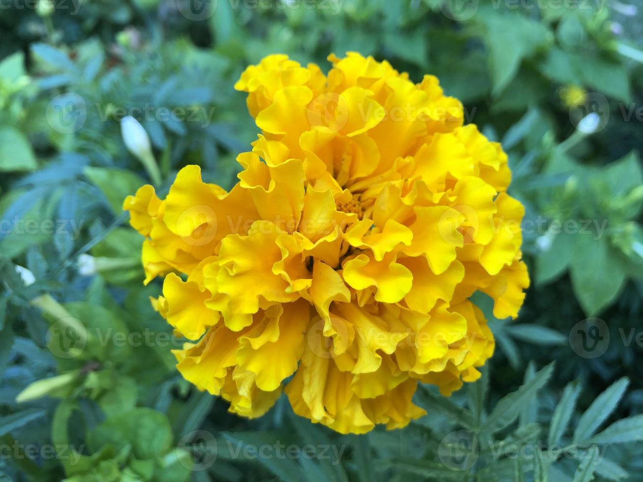 macro photo yellow tagetes flower