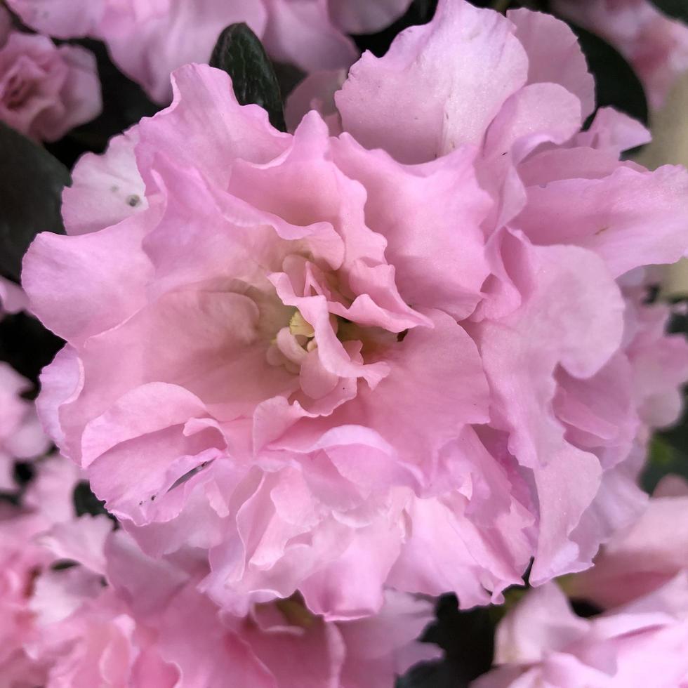 Macro photo blooming pink flowers