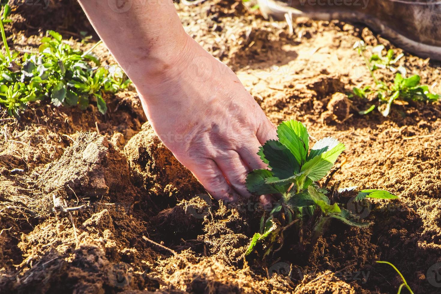 Woman is planting strawberry seedlings in garden. Gardening and growing farm products. photo