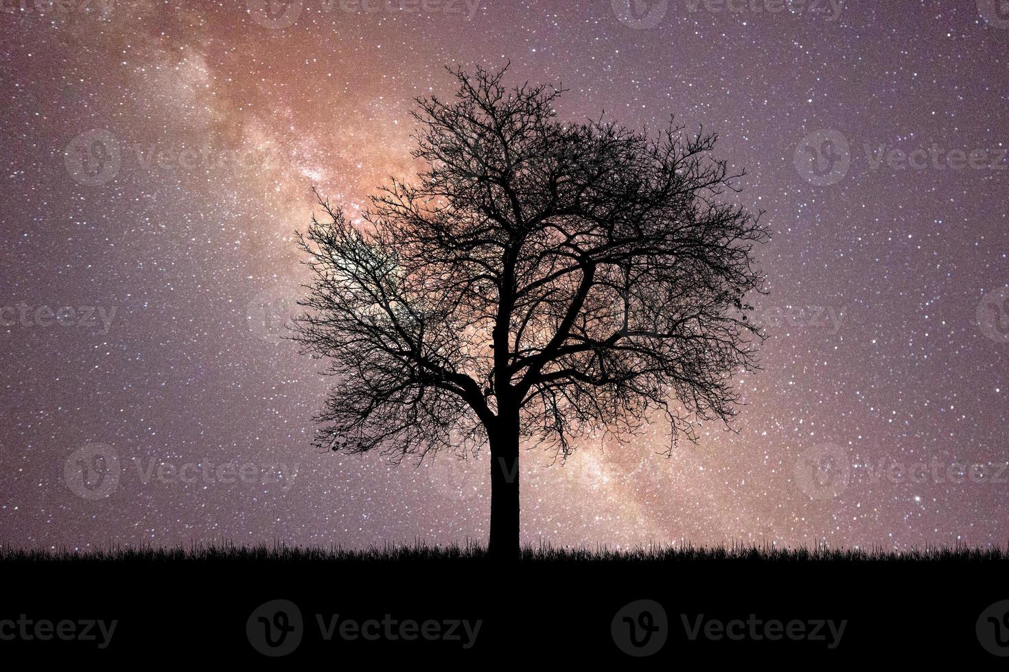 Silhouette Trees in the meadow with beautiful natural light. for use as a background photo