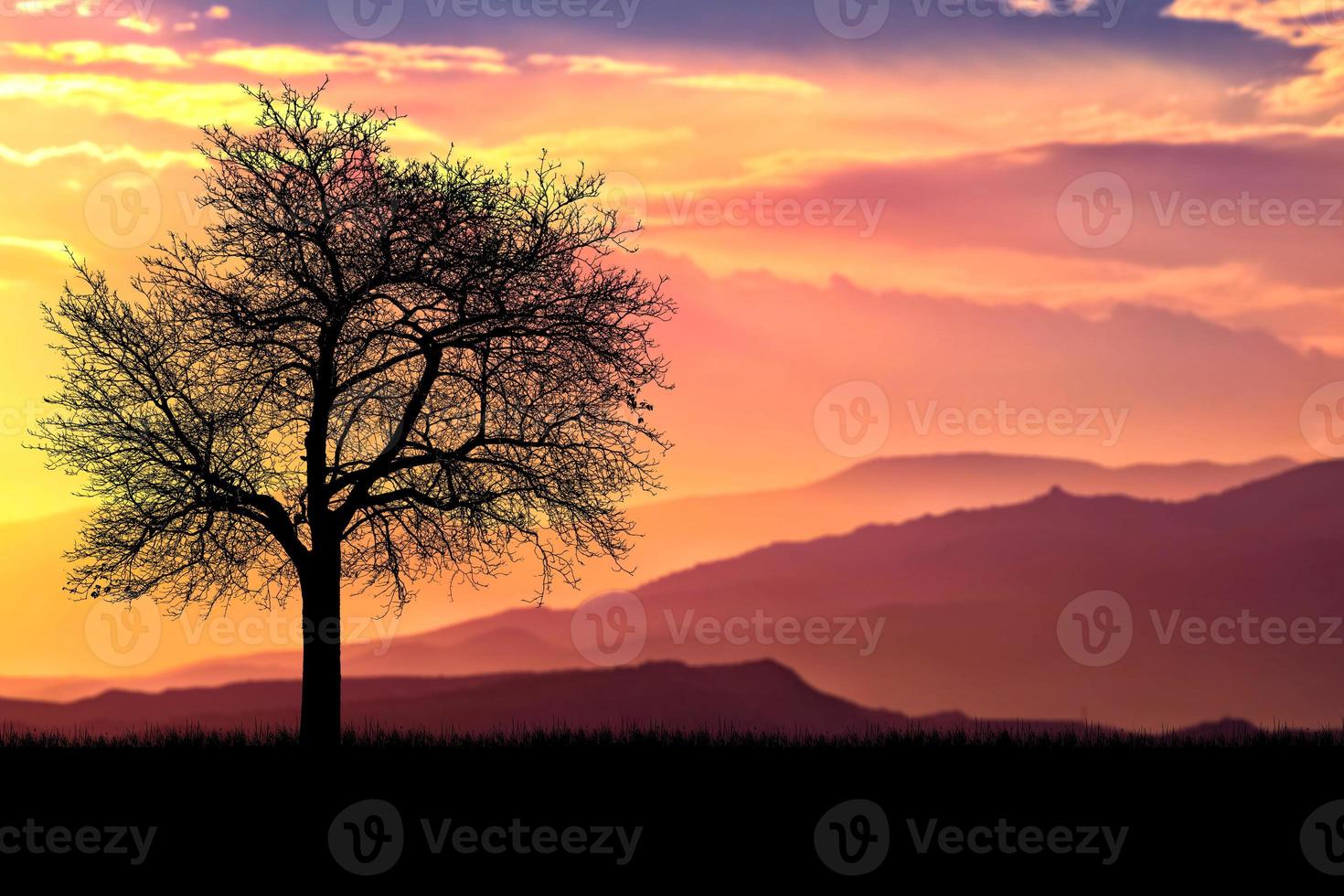 Silhouette Trees in the meadow with beautiful natural light. for use as a background photo