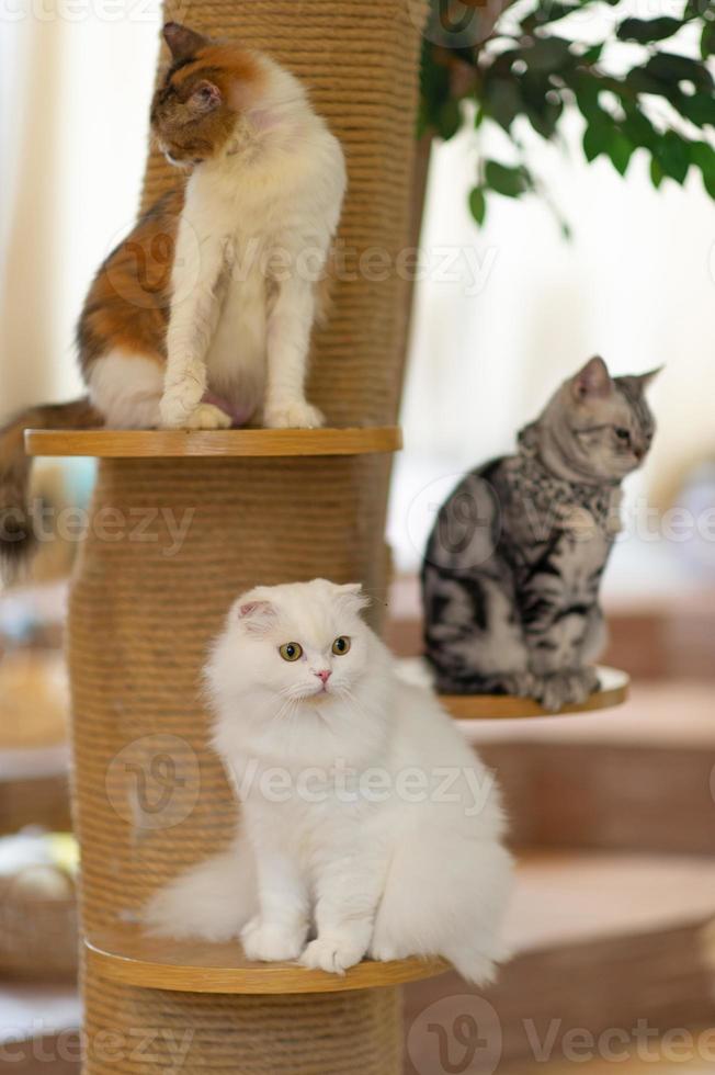 gatos lindos y juguetones sentados en la casa, concepto de amante fiel foto