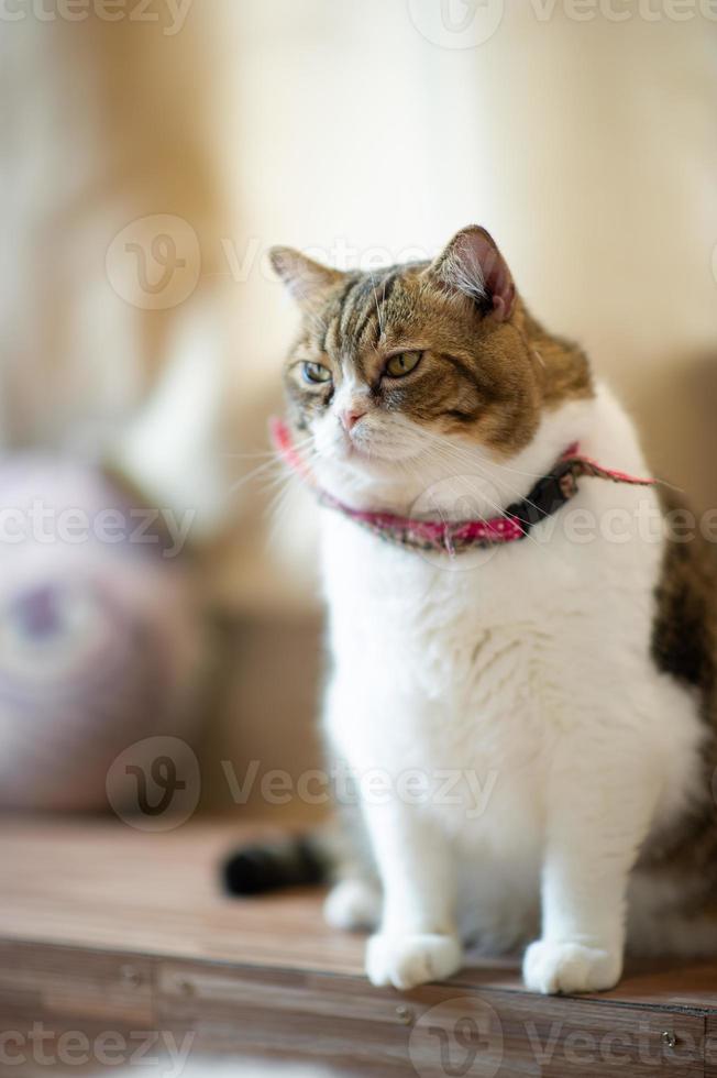 gatos lindos y juguetones sentados en la casa, concepto de amante fiel foto