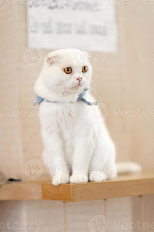 Cute and playful pet cats Sitting in the house, faithful lover's concept photo