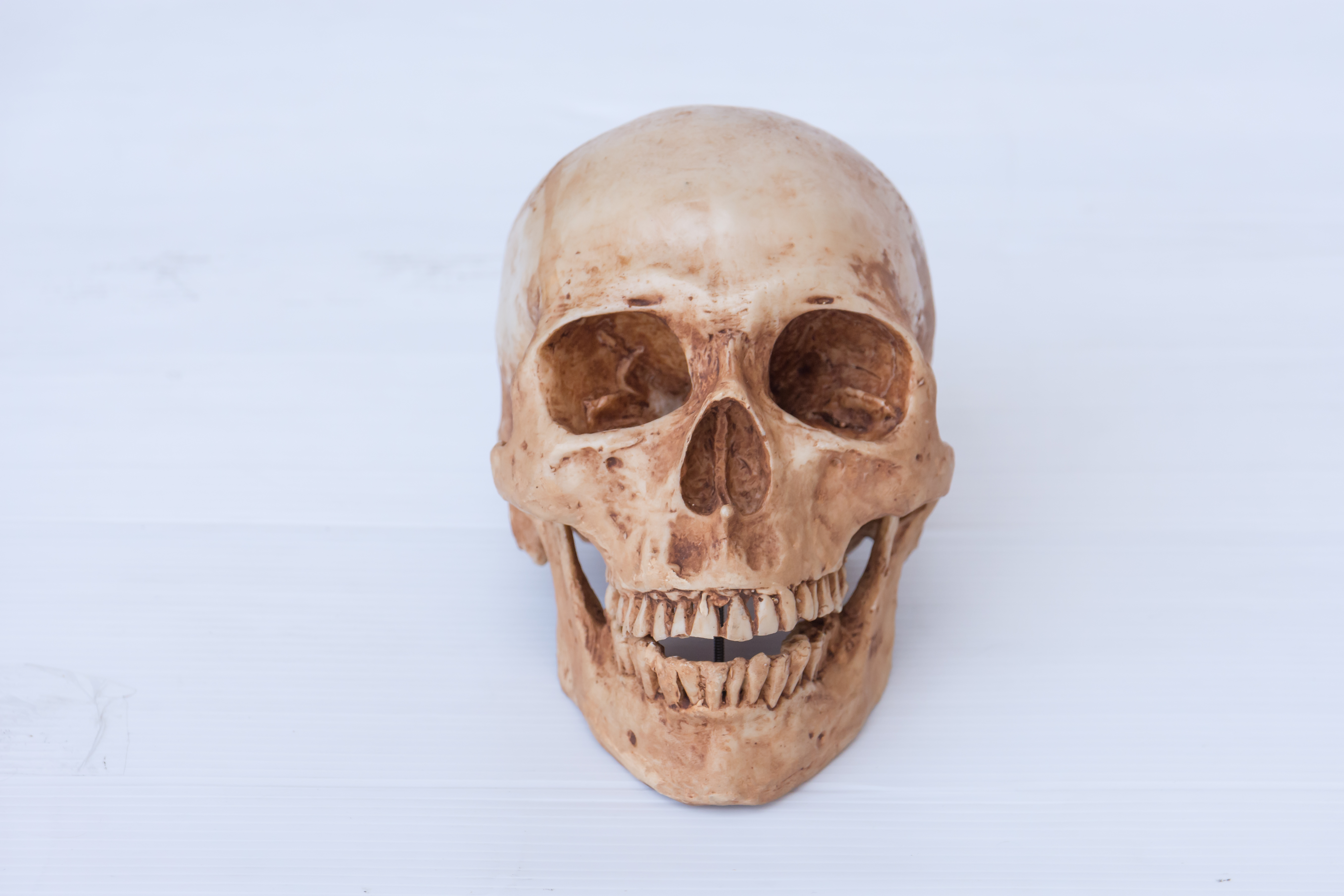 Calaveras Imágenes, Fotos y Fondos de pantalla para Descargar Gratis Calaveras Imágenes, Fotos y Fondos de pantalla para Descargar Gratis
