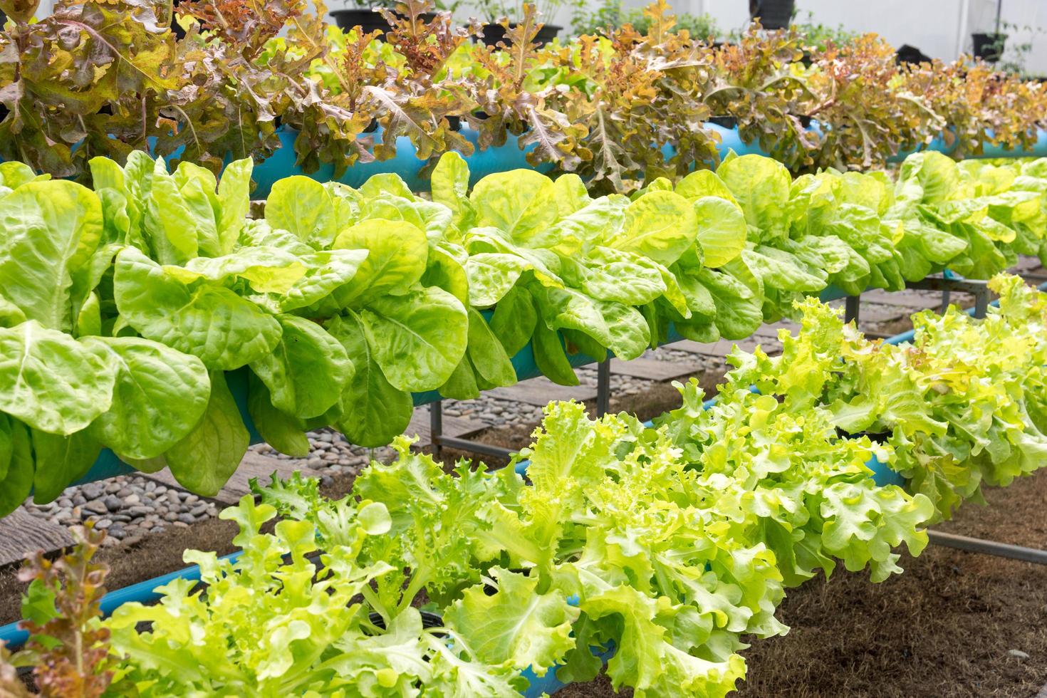 Organic hydroponic vegetable cultivation farm photo