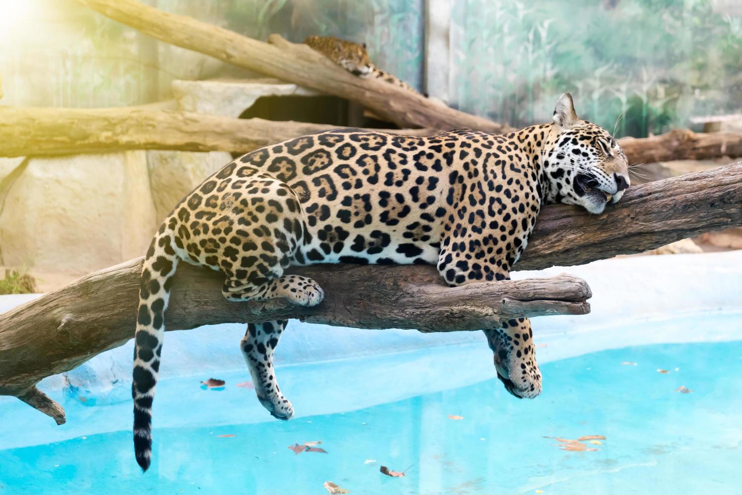 Leopard resting on tree photo