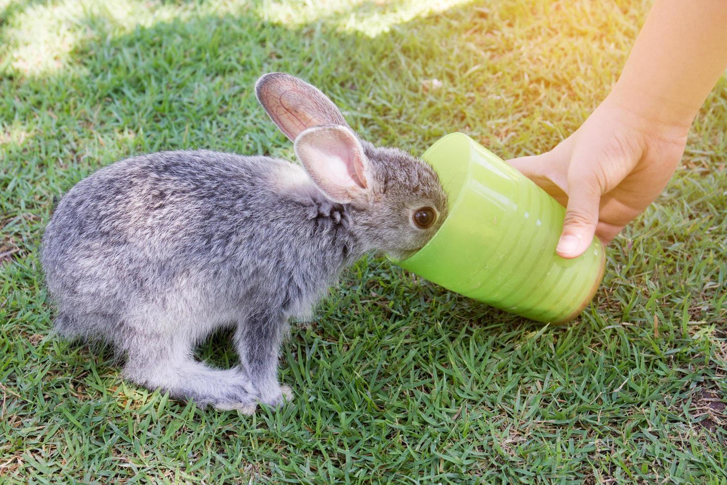 la mano del niño está alimentando al conejo. foto