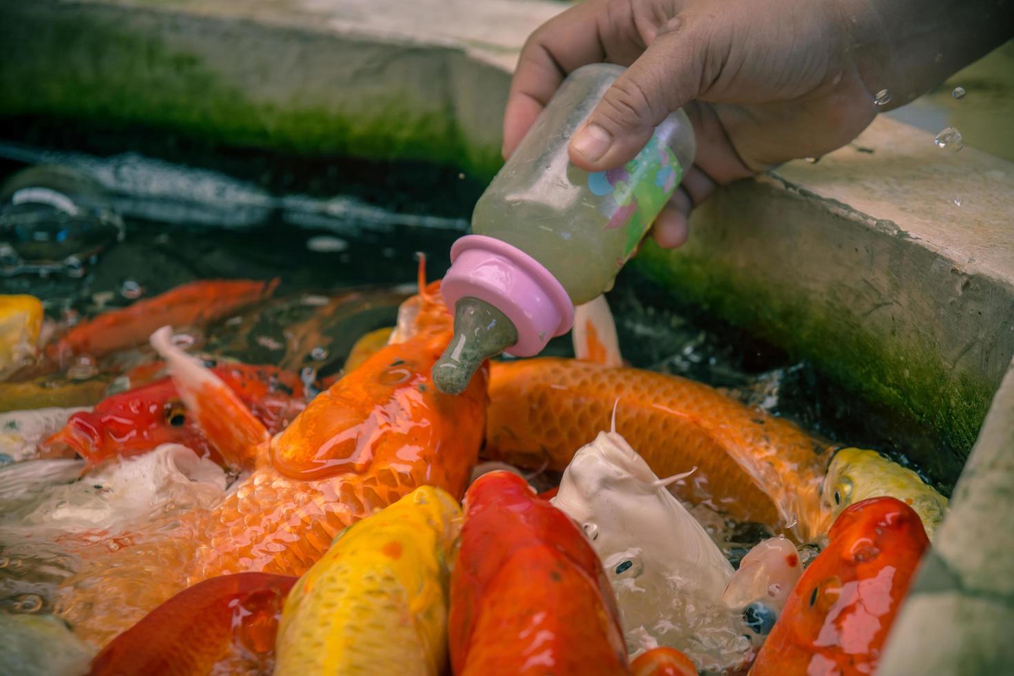 Fancy carp eating food with baby bottle photo