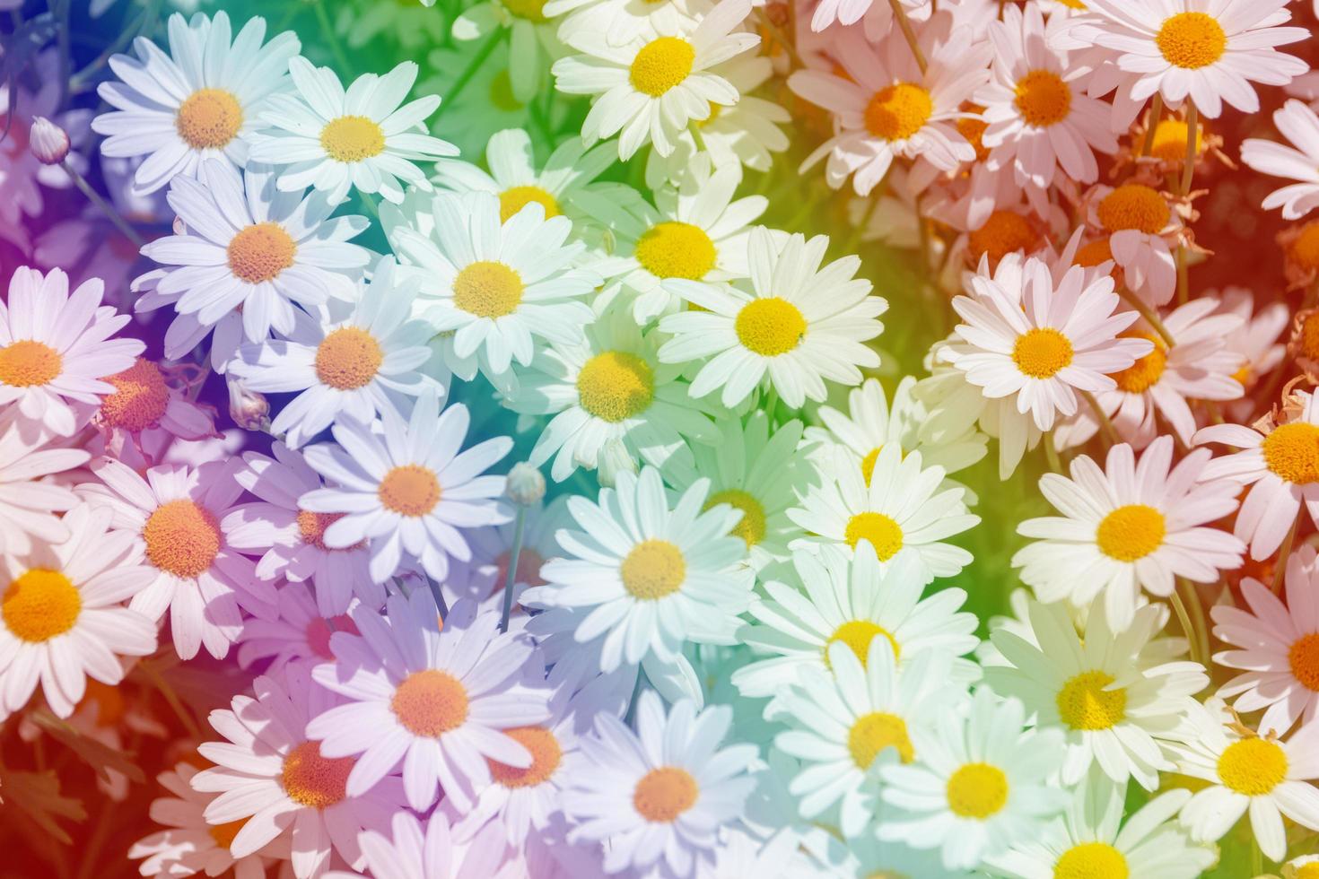 Beautiful multicolored flowers background photo