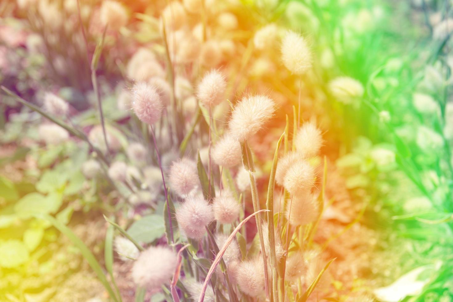 Beautiful multicolored flowers background photo