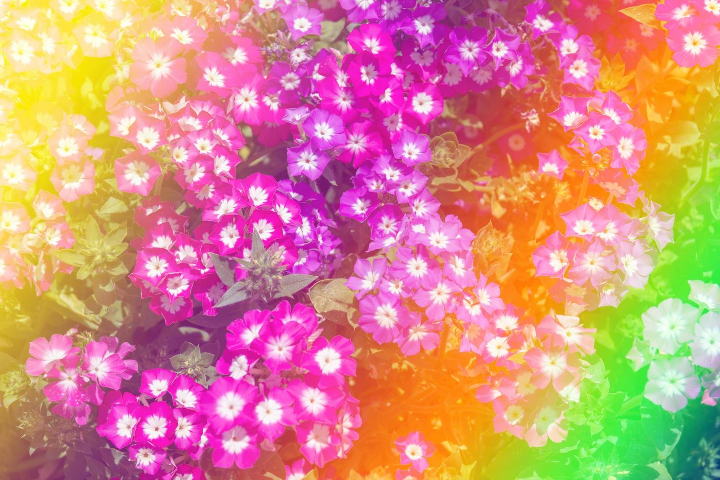 Beautiful multicolored flowers background photo