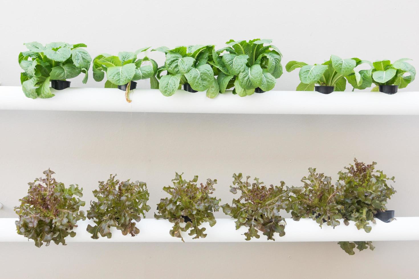 Organic hydroponic vegetable cultivation farm photo