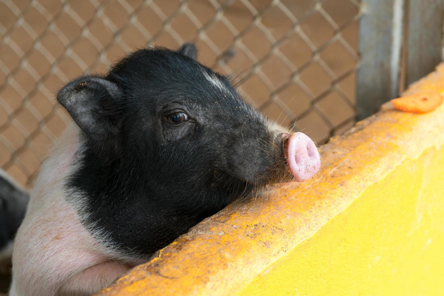 pequeño lechón esperando alimento en la granja foto