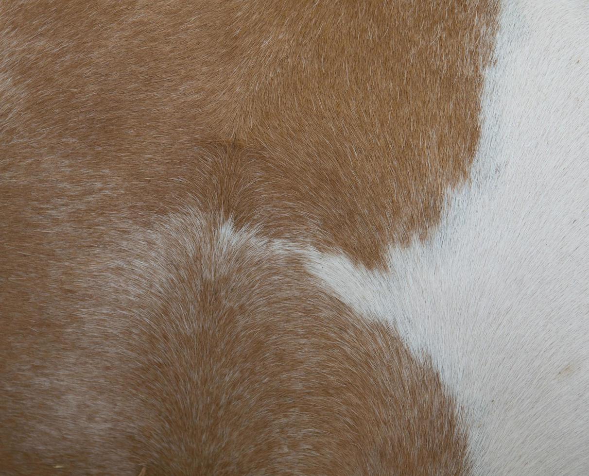 a horse fur close up photo