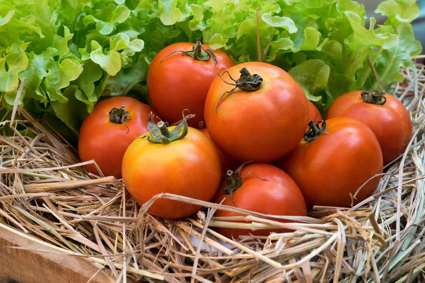 fresh tomatoes and Hydroponic vegetables in a wooden crate photo