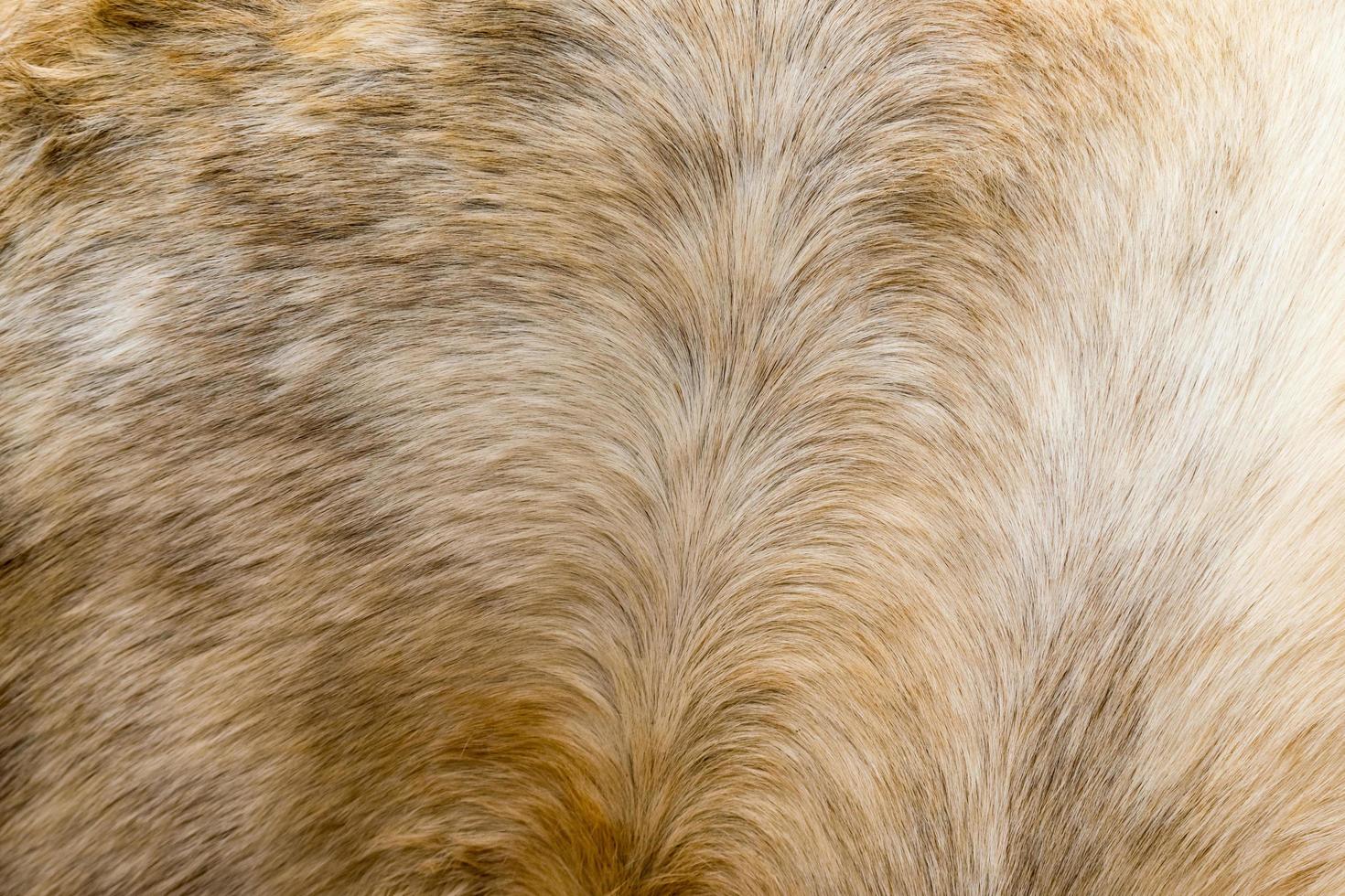 Close Up View Of The Felted Of Shiny Healthy Dog Dark Brown Hair