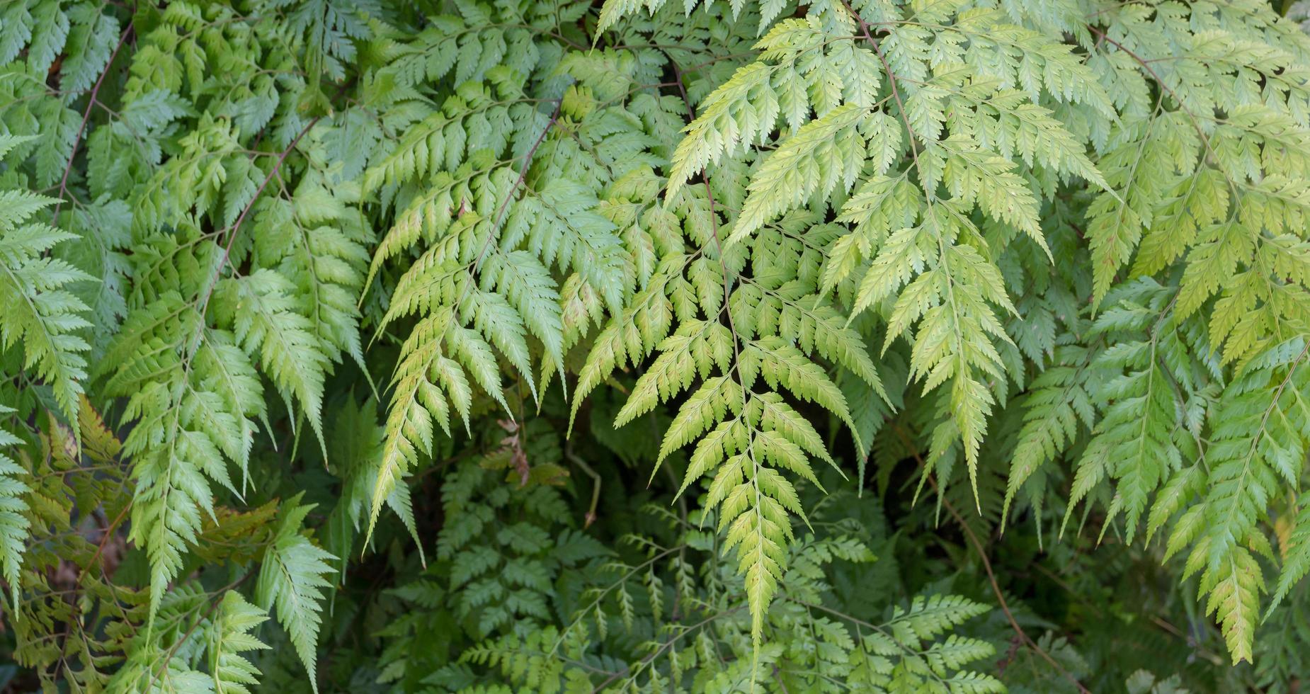 los helechos que crecen naturalmente en la selva foto